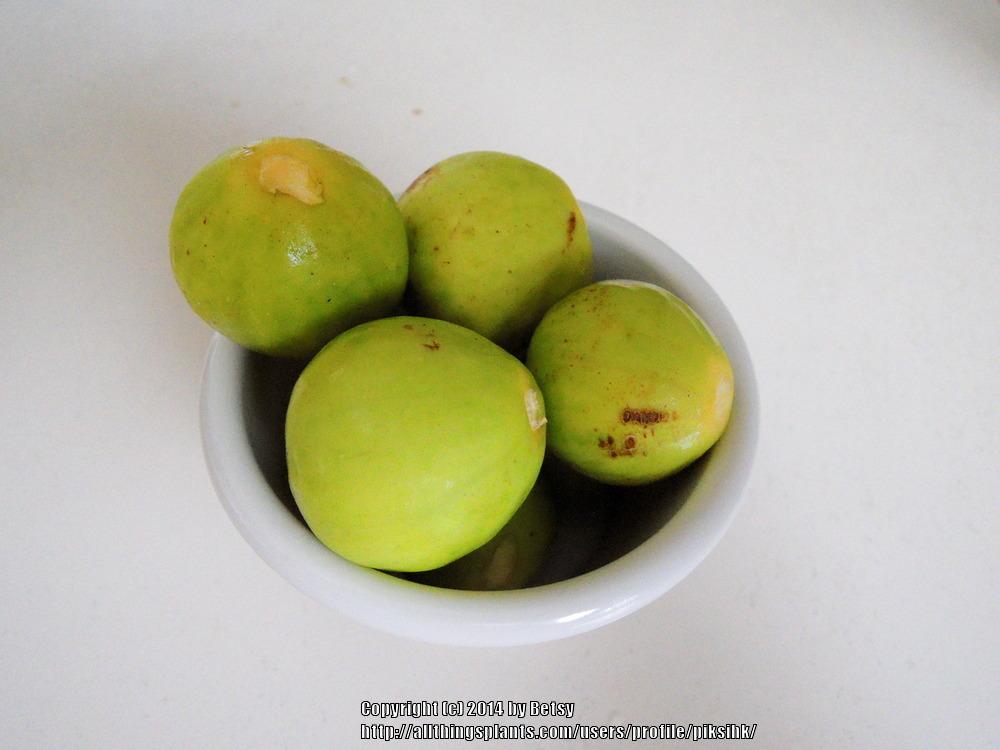 Photo of Figs (Ficus carica) uploaded by piksihk