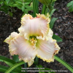 Location: My Garden
Date: 2014-08-01
From Tink's seedling sale.  I love it!