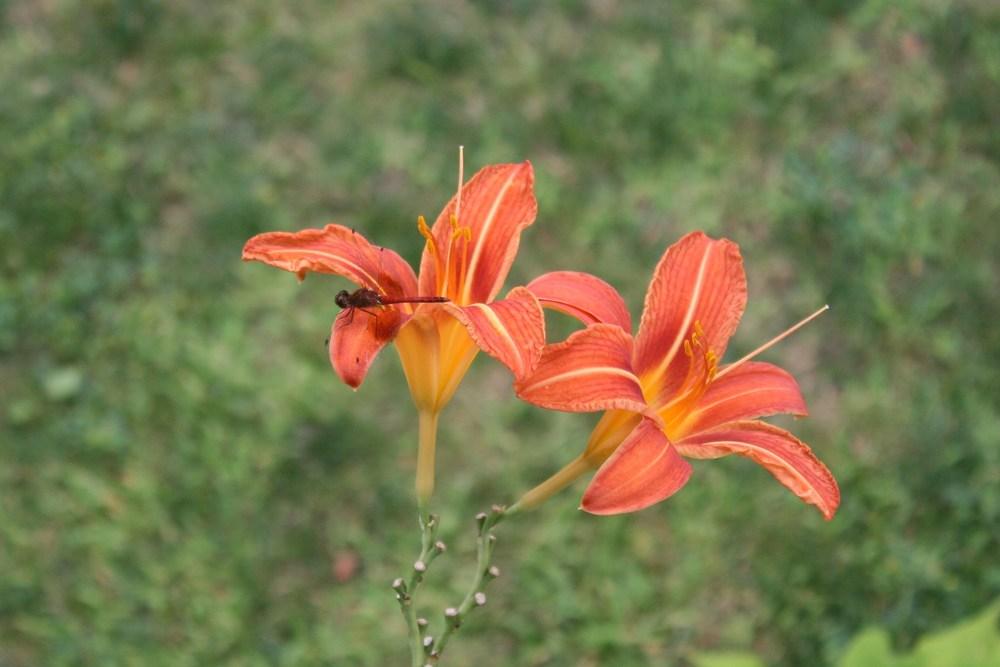 Photo of Daylilies (Hemerocallis) uploaded by Daylilybaby