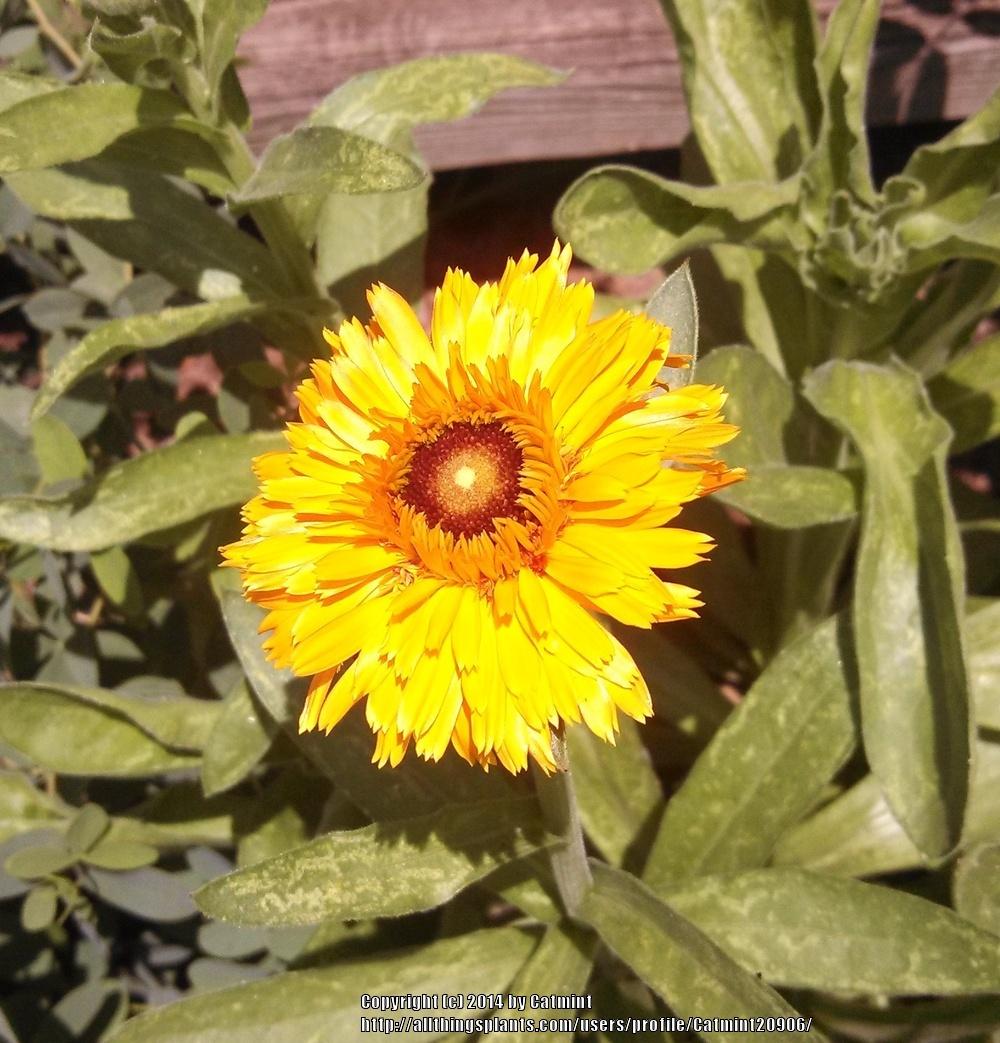 Photo of Pot Marigold (Calendula officinalis) uploaded by Catmint20906