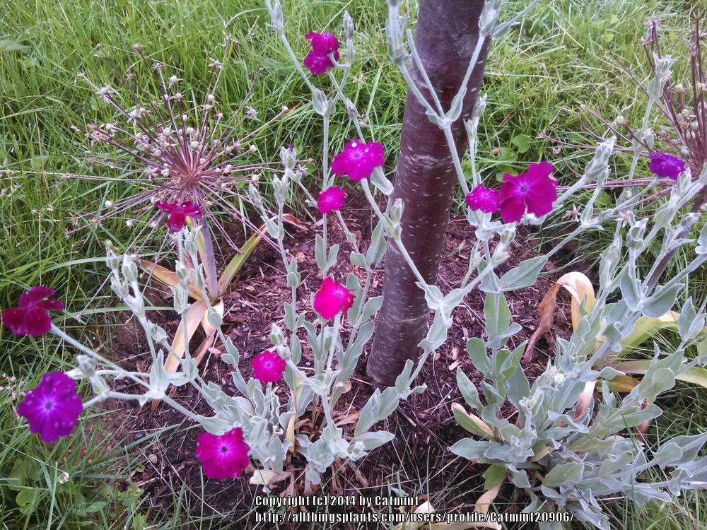 Photo of Rose Campion (Silene coronaria) uploaded by Catmint20906