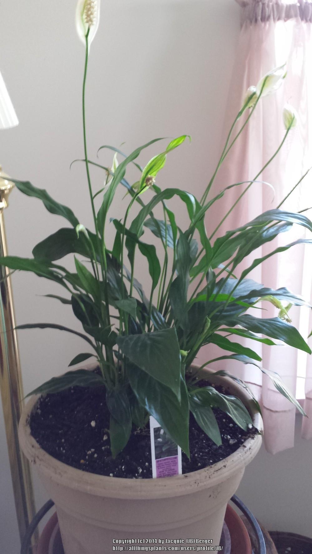 Photo of Peace Lilies (Spathiphyllum) uploaded by JB