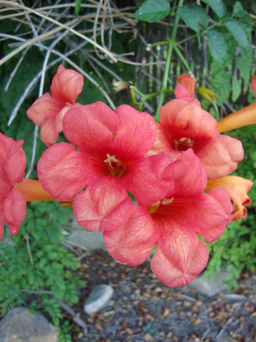 Photo of Trumpet Vine (Campsis radicans) uploaded by Paul2032