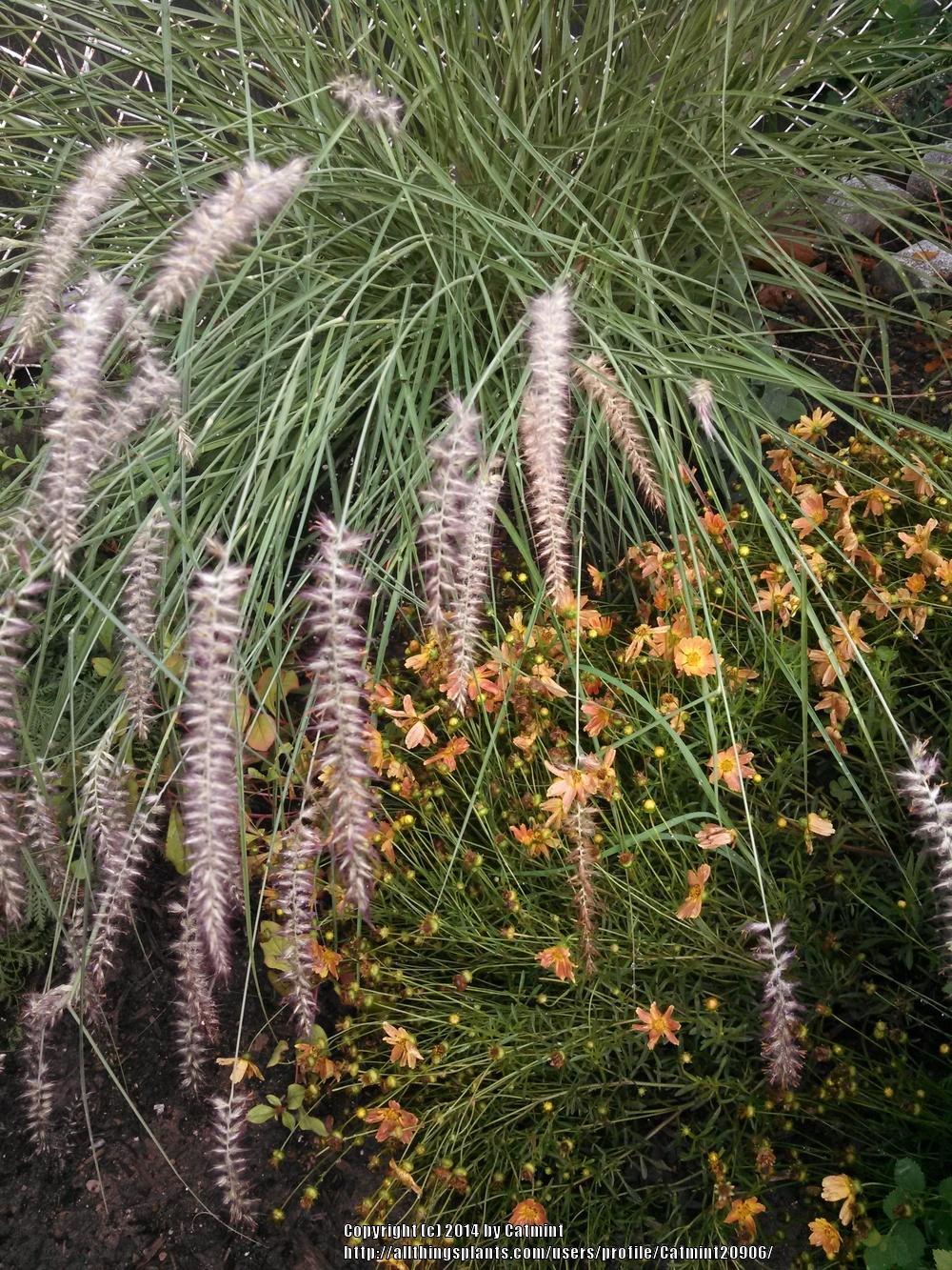Photo of Oriental Fountain Grass (Cenchrus orientalis 'Karley Rose') uploaded by Catmint20906
