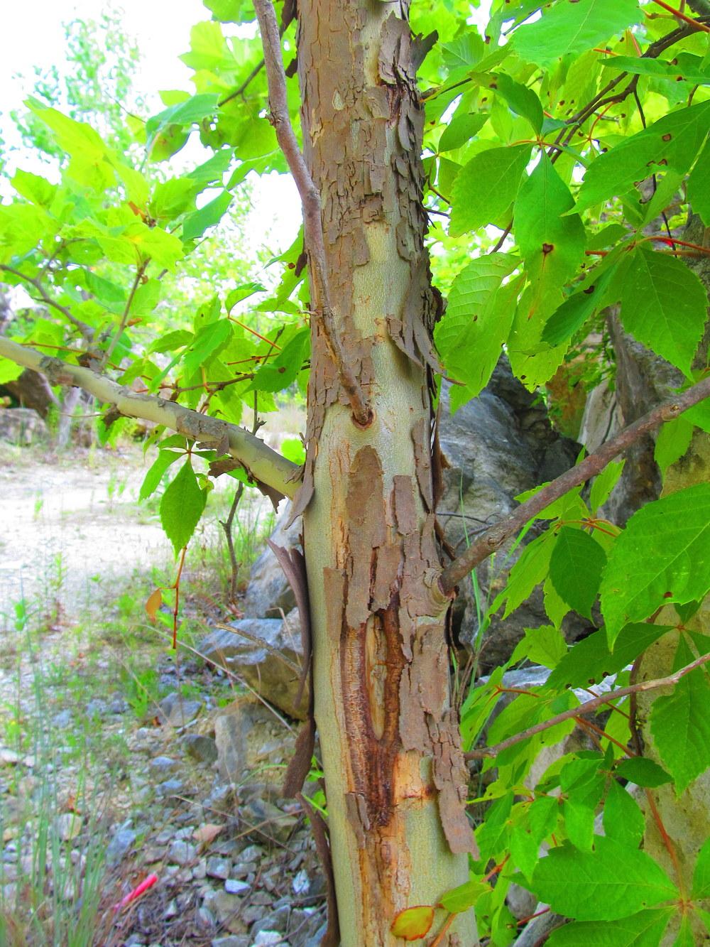 Photo of River Birch (Betula nigra) uploaded by jmorth