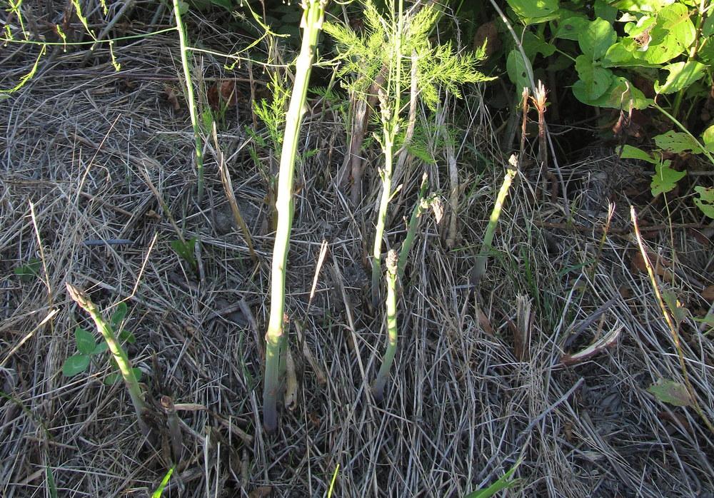 Asparagus Plant Care and Collection of Varieties