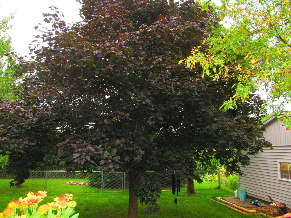 Photo of Norway Maple (Acer platanoides 'Crimson King') uploaded by jmorth