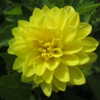 Very bright yellow that is a great contrast flower....Like to use