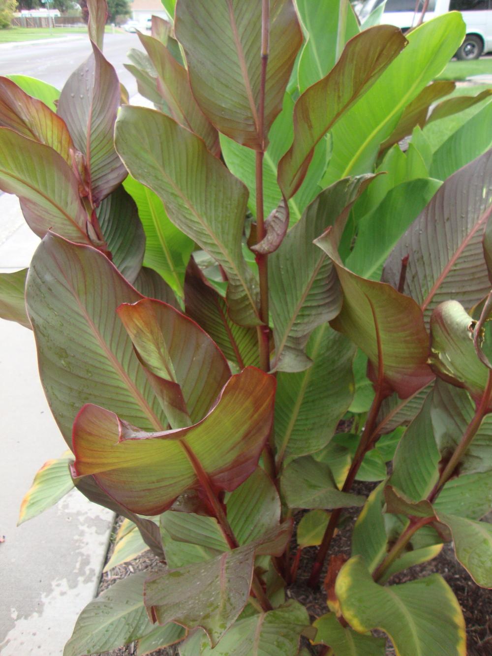 Photo of Cannas (Canna) uploaded by Paul2032