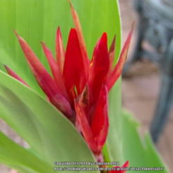 Location: Plano, TX
Date: 2014-08-20
Another bloom on a canna seedling