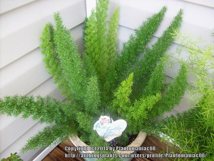 Photo of Foxtail Fern (Asparagus densiflorus 'Myers') uploaded by Plantomaniac08