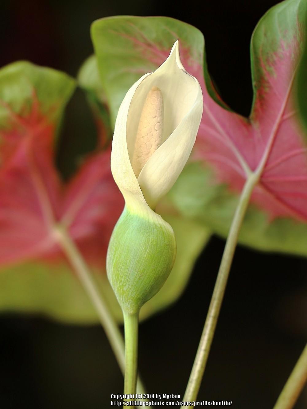 Photo of Fancy-Leafed Caladium (Caladium bicolor) uploaded by bonitin