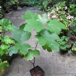 Location: My garden, Gent, Belgium
Date: 2014-08-14
Young self-set tree.