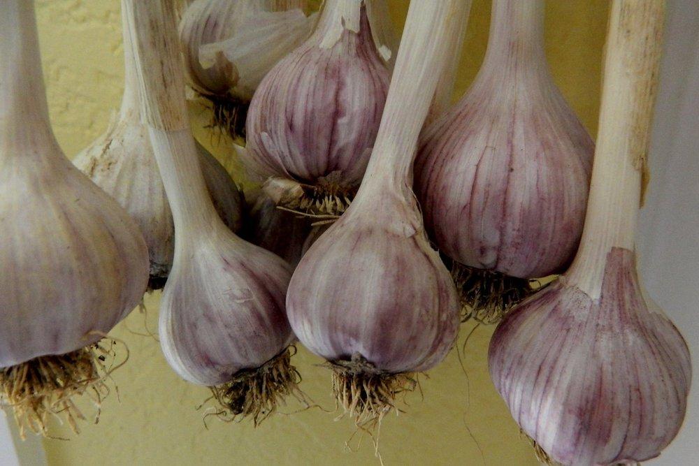 Photo of Garlic (Allium sativum 'Chesnok Red') uploaded by wildflowers