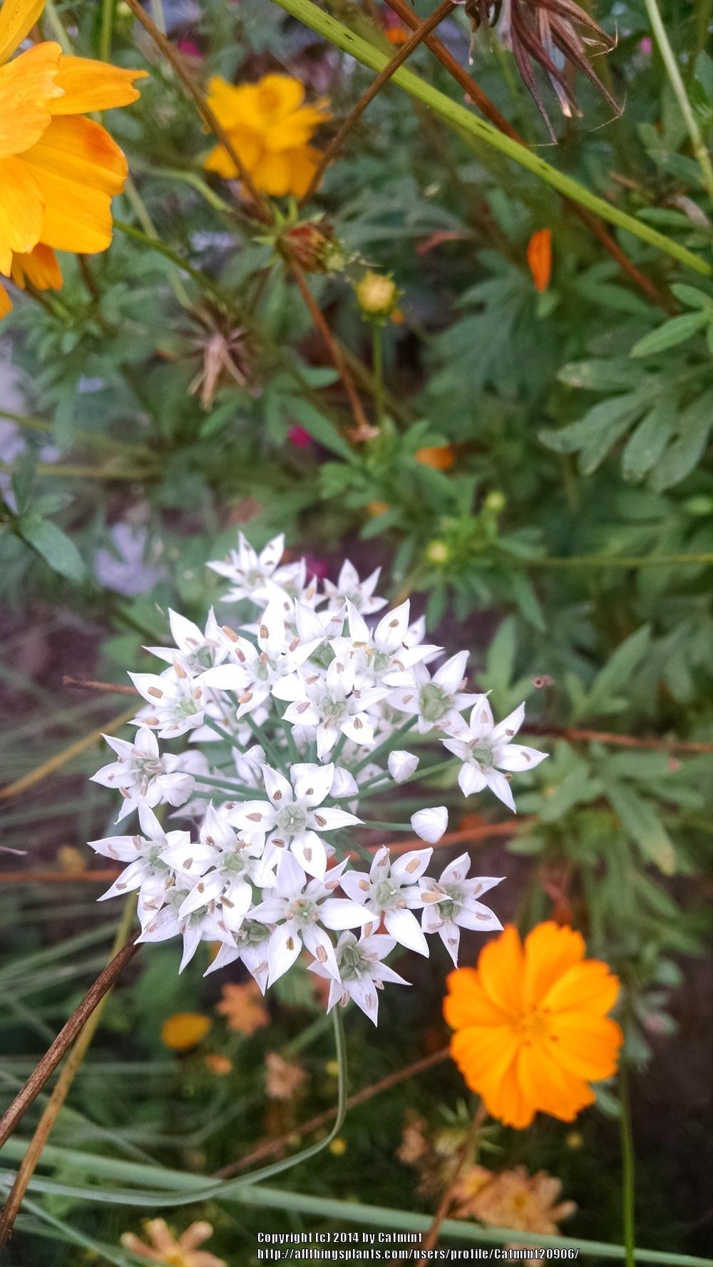 Photo of Garlic Chives (Allium tuberosum) uploaded by Catmint20906