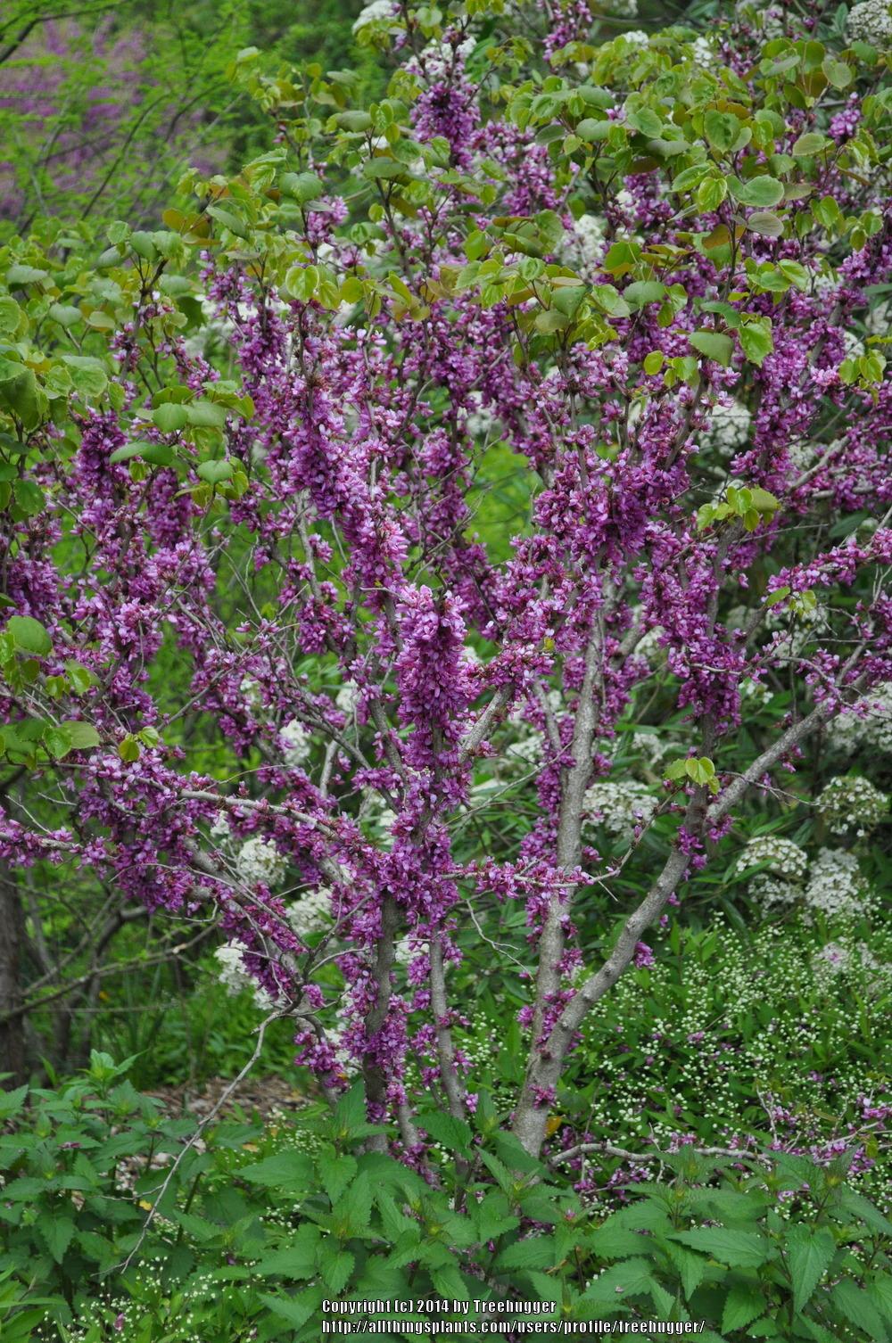 Photo of Eastern Redbud (Cercis canadensis) uploaded by treehugger