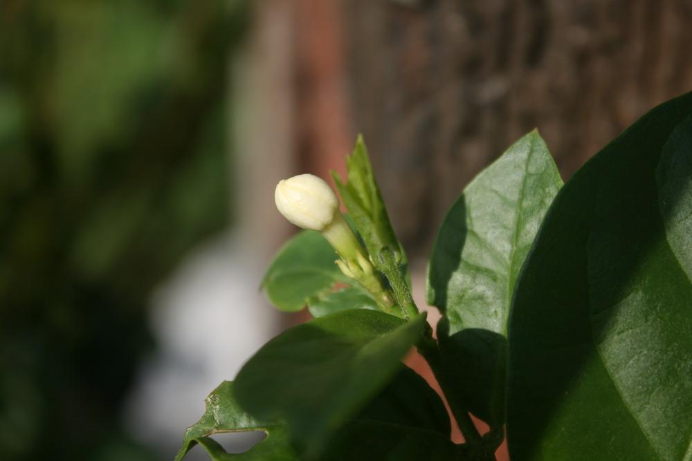 Photo of Arabian Jasmine (Jasminum sambac) uploaded by Daylilybaby