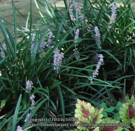 Photo of Monkey Grass (Liriope muscari) uploaded by purpleinopp
