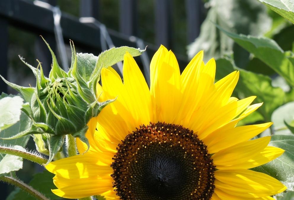 Photo of Sunflowers (Helianthus annuus) uploaded by skylark