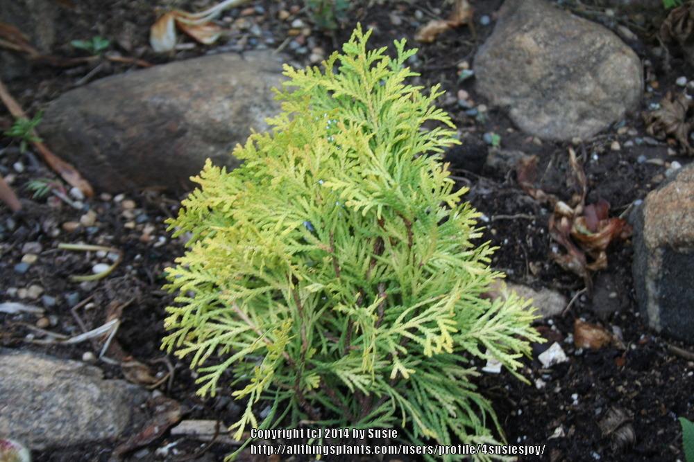 Arborvitaes Plant Care and Collection of Varieties