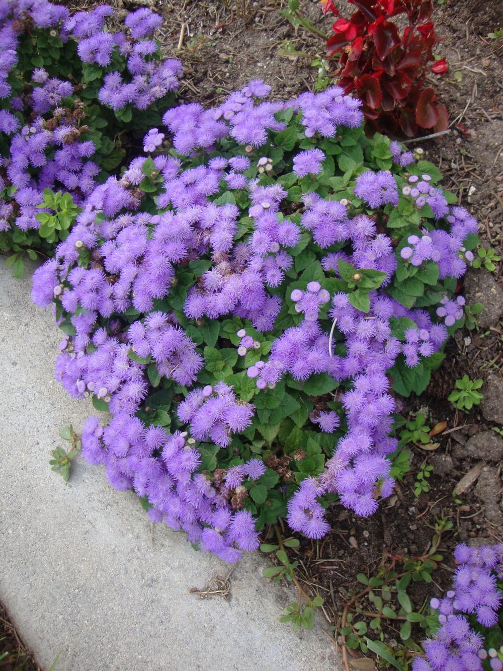 Photo of Floss Flower (Ageratum houstonianum) uploaded by Paul2032