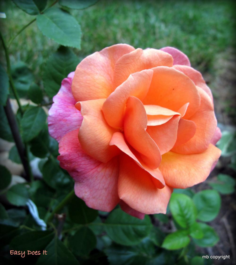 Photo of Rose (Rosa 'Easy Does It') uploaded by MargieNY