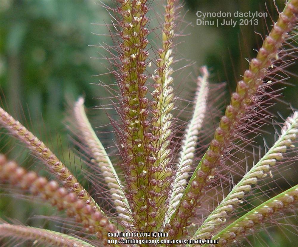 Photo of Bermuda Grass (Cynodon dactylon) uploaded by Dinu