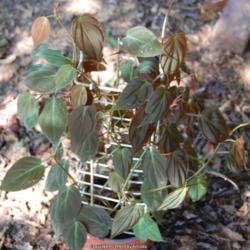 Location: Opp, AL
Date: 2014-09-17
'Micans' cultivar.