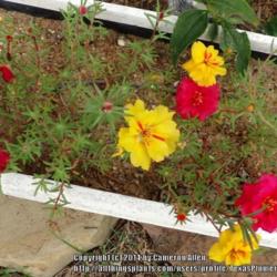 Location: Plano, TX
Date: 2014-09-18
More seedlings in bloom