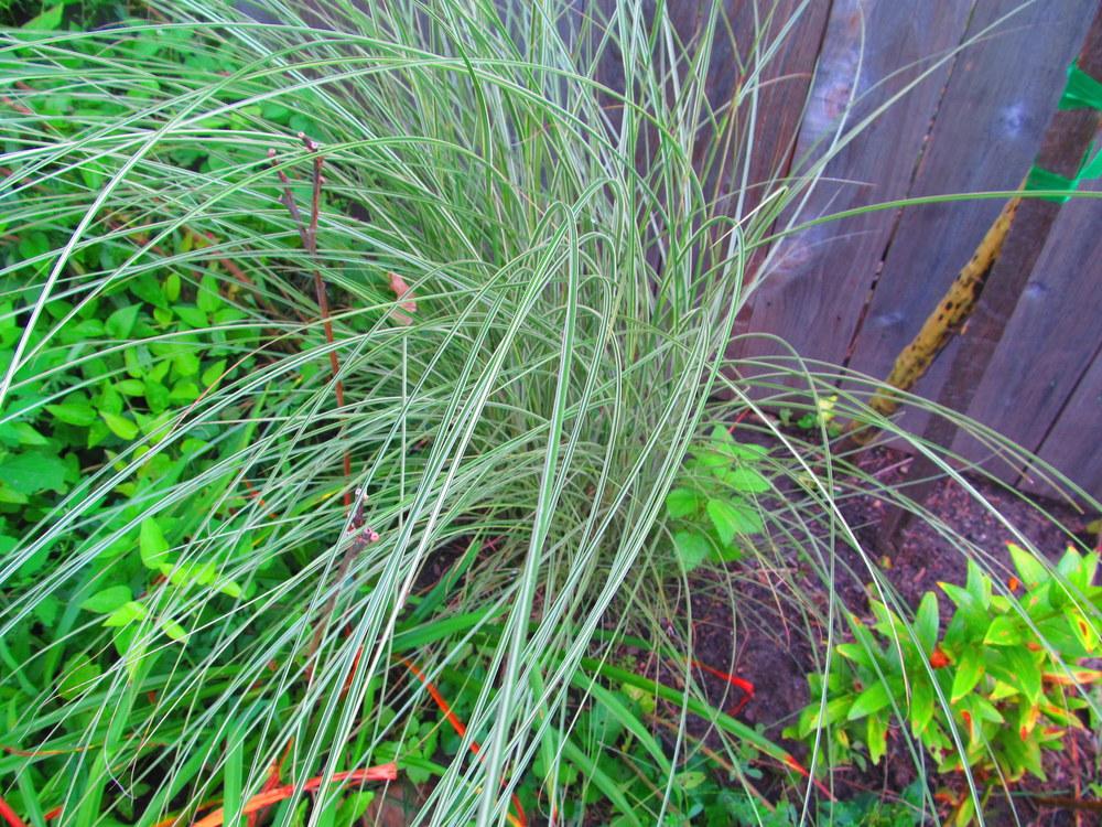 Photo of Maiden Grass (Miscanthus sinensis) uploaded by jmorth