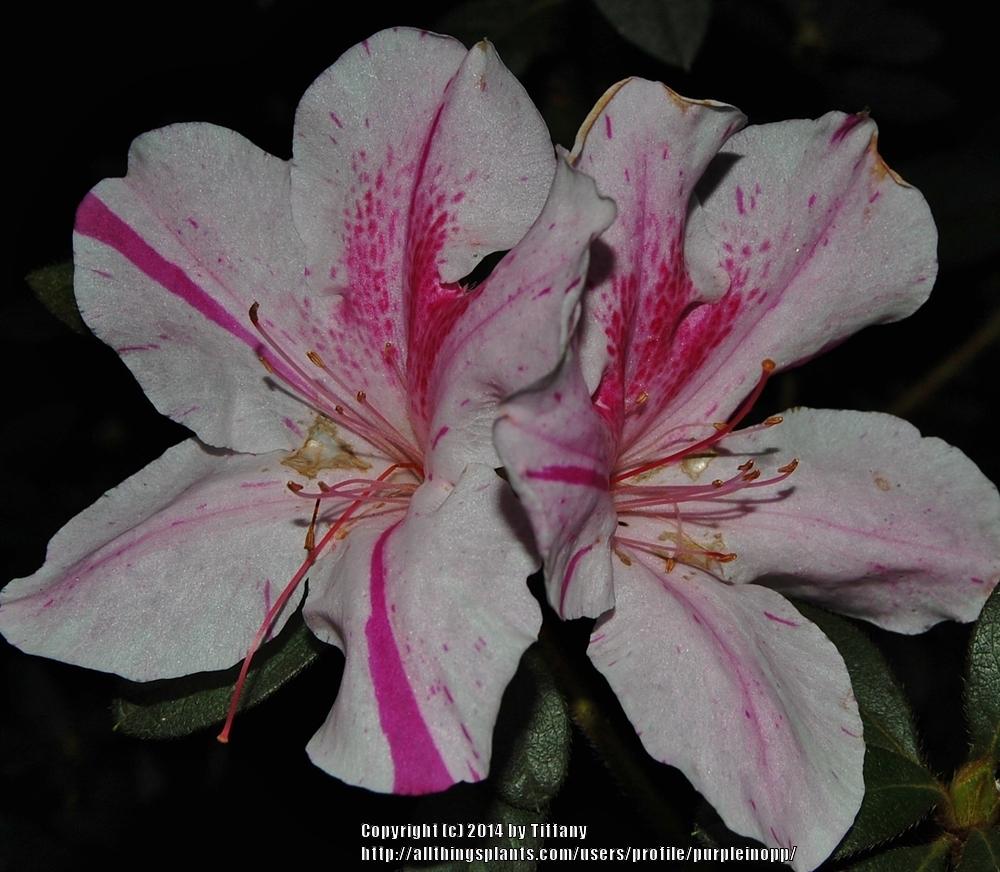 Photo of Rhododendrons (Rhododendron) uploaded by purpleinopp