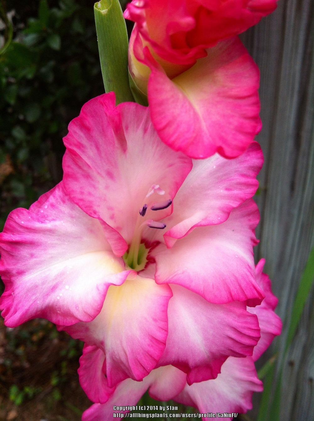 Gladiolus Plant Care and Collection of Varieties