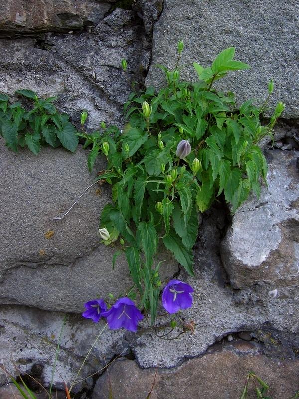 Photo of Carpathian Bellflower (Campanula carpatica) uploaded by admin