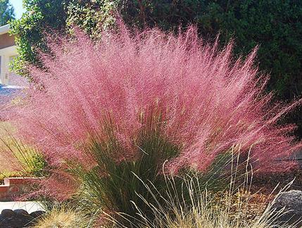 Photo of Pink Muhly Grass (Muhlenbergia capillaris) uploaded by Calif_Sue