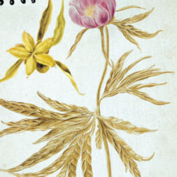 
Date: 2006-10-11
aus: Johann Georg Gmelin (1709–1755) Flora Sibirica