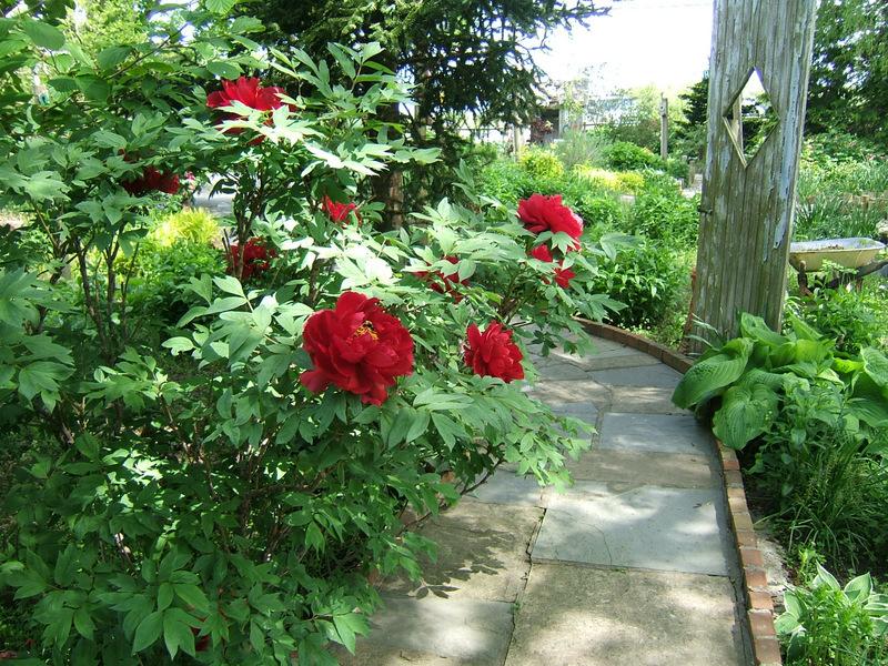 Photo of Peonies (Paeonia) uploaded by pirl