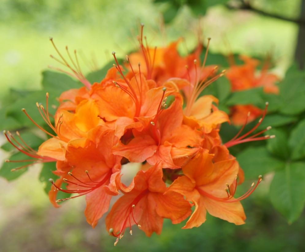 Photo of Flame Azalea (Rhododendron calendulaceum) uploaded by skylark