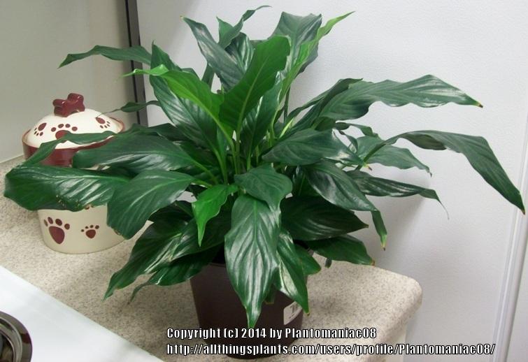 Photo of Peace Lilies (Spathiphyllum) uploaded by Plantomaniac08