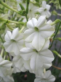 Photo of Flowering Tobacco (Nicotiana alata) uploaded by Calif_Sue