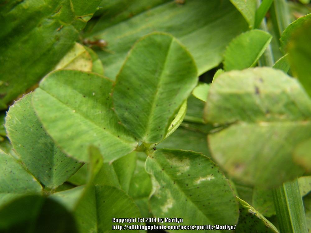 Photo of White Clover (Trifolium repens) uploaded by Marilyn