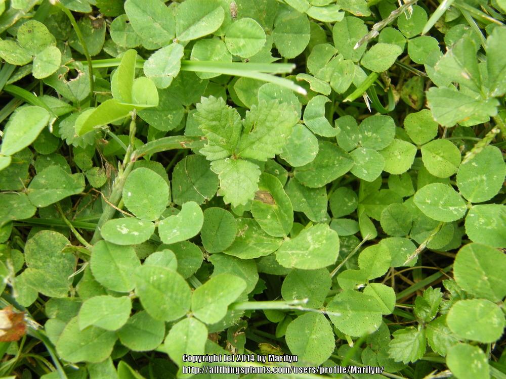 Photo of White Clover (Trifolium repens) uploaded by Marilyn