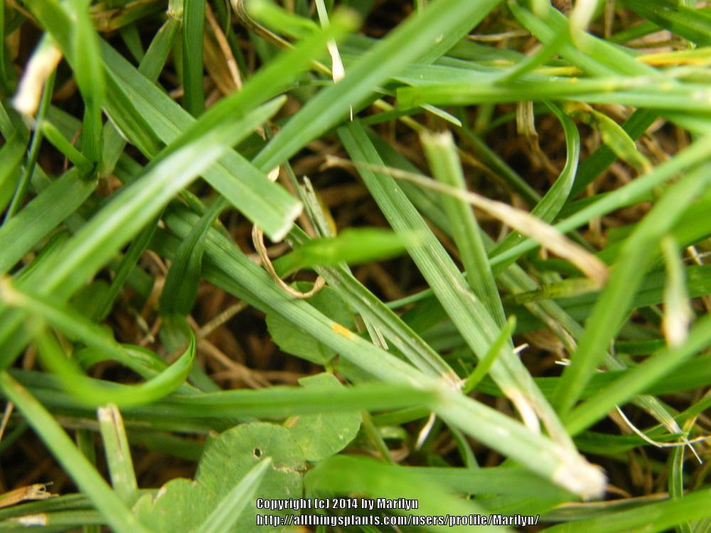 Photo of Kentucky Blue Grass (Poa pratensis) uploaded by Marilyn