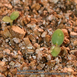Location: Georgia, USA
Date: Late Winter
Pelargonium 'Bedding Mix' seedlings showing cotyledons.
