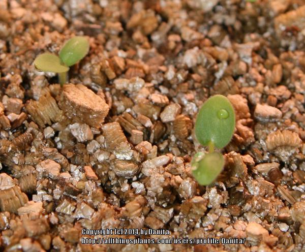 Photo of Pelargoniums (Pelargonium) uploaded by Danita