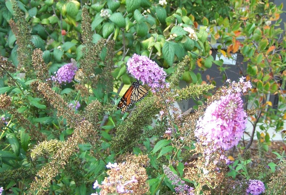 Photo of Butterfly Bushes (Buddleja) uploaded by jmorth