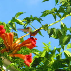 Location: central Illinois
Date: 2013-08-31
Why it's referred to as the Hummingbird Vine
