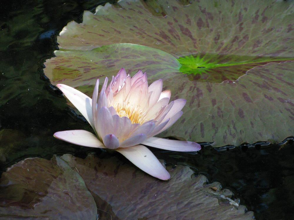 Photo of Nymphaeas (Nymphaea) uploaded by jmorth