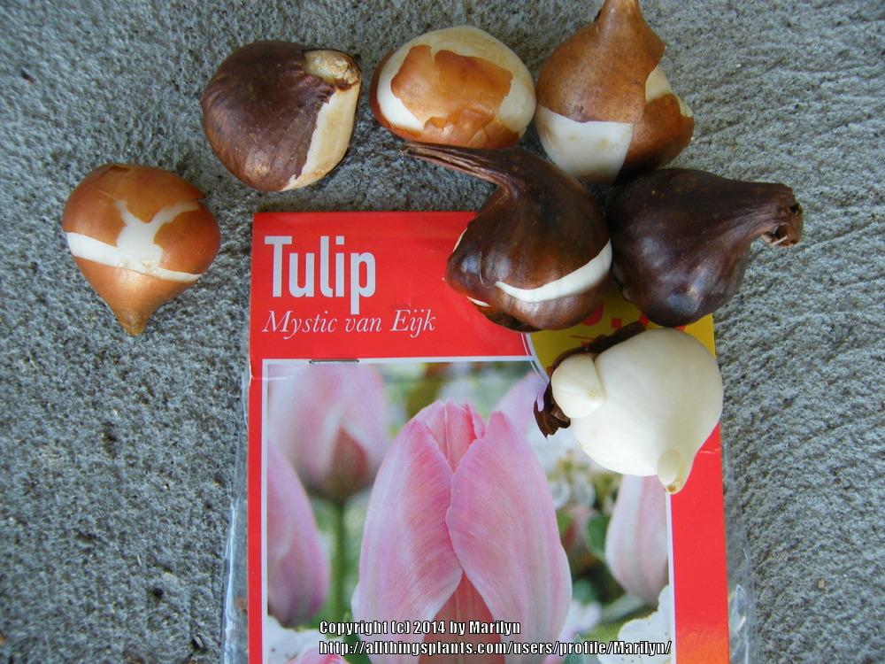 Photo of Tulip (Tulipa 'Mystic van Eijk') uploaded by Marilyn