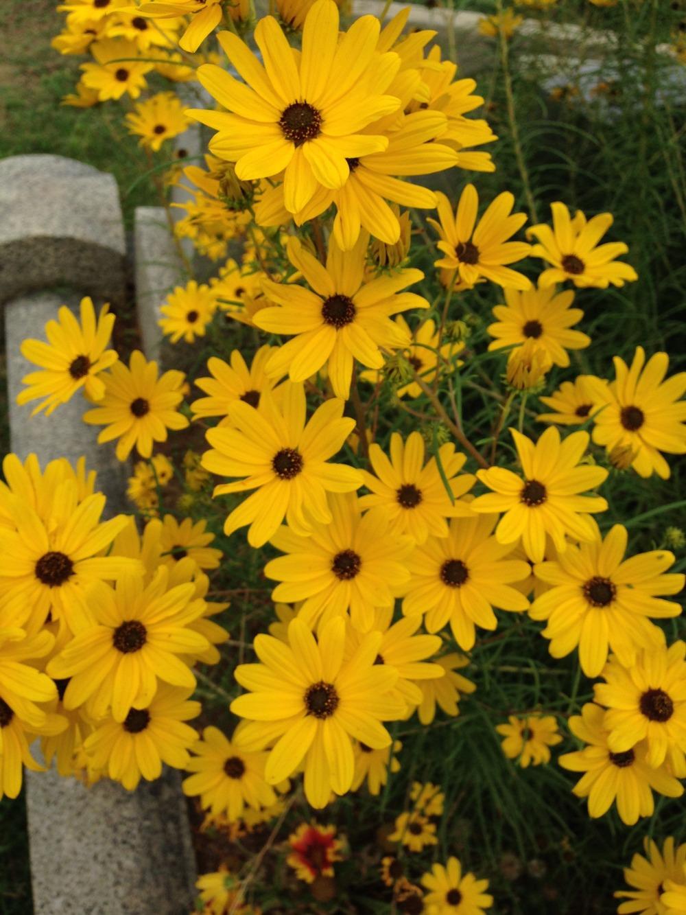 Photo of Willow-leaved Sunflower (Helianthus salicifolius 'First Light') uploaded by HamiltonSquare