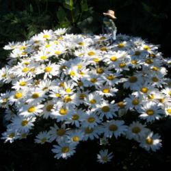 Location: My Garden, Anchorage, Alaska
Date: 8-16-11
If left in one spot this daisy forms a lovely compact little bush
